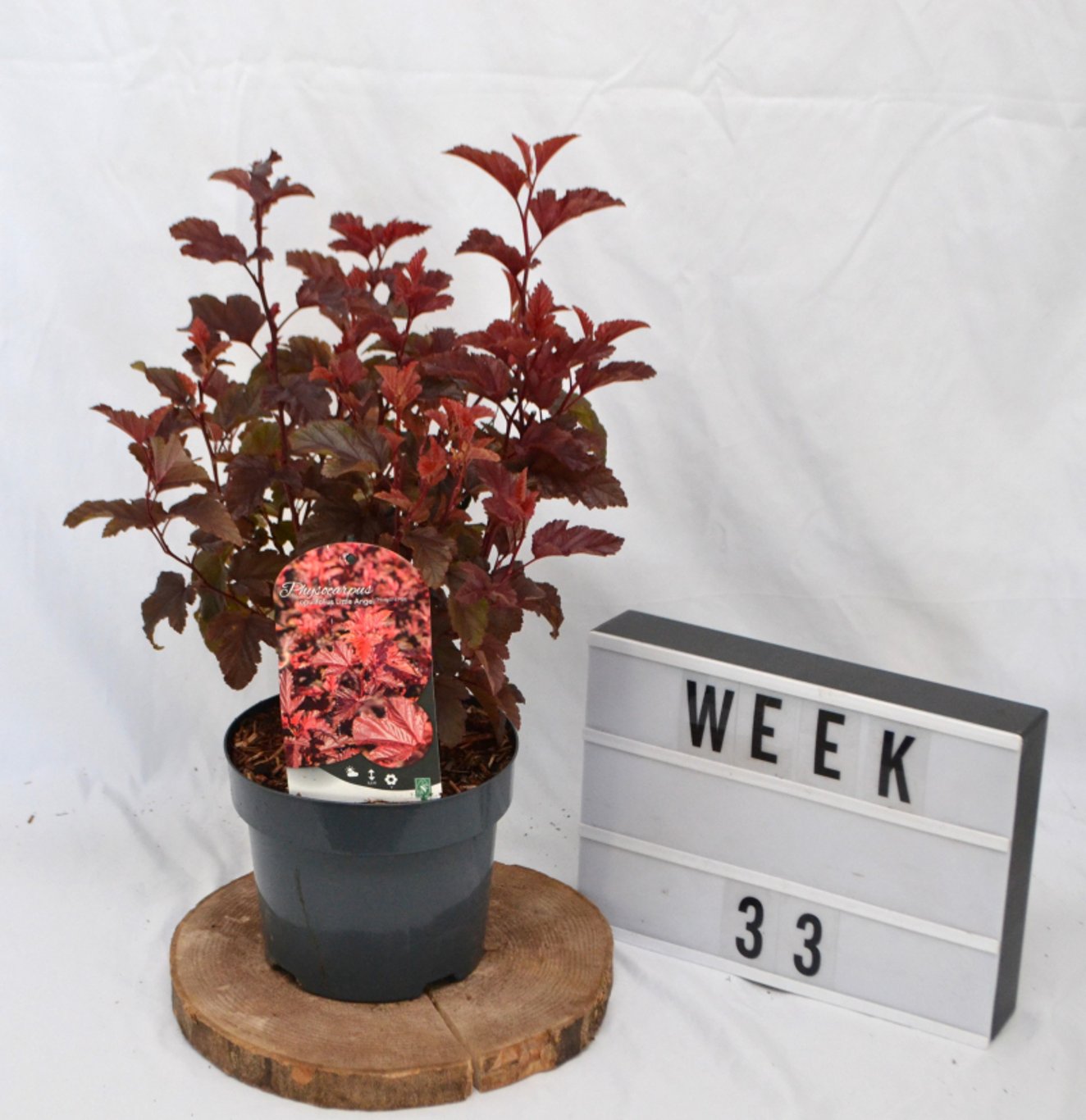 Physocarpus opulif. 'Little Angel' ® - C3 20-40 CM